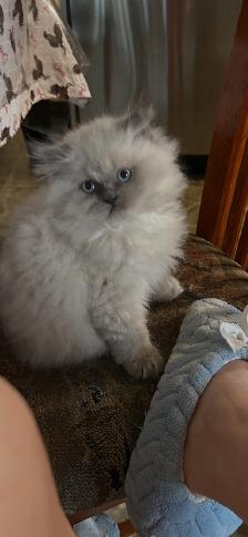 Himalayen