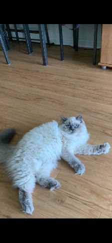 Himalayen - Photo 9