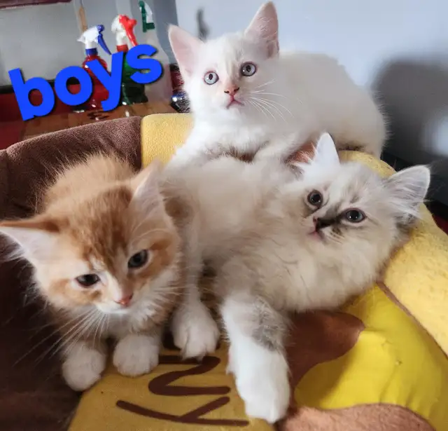 RAGDOLL KITTENS