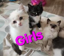RAGDOLL KITTENS - Photo 2