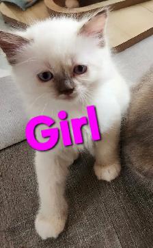 RAGDOLL KITTENS - Photo 5