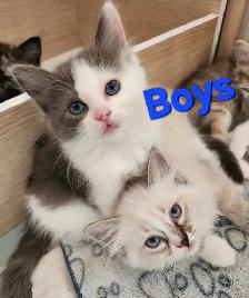 RAGDOLL KITTENS - Photo 10