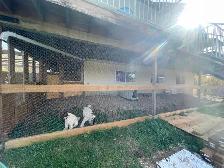 Dog Boarding Facilities - Photo 2