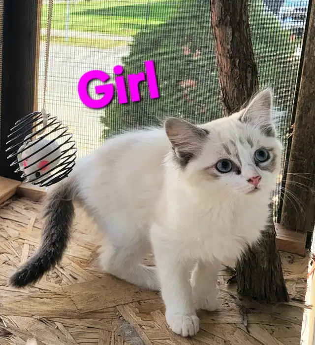 Beautiful Ragdoll kittens, Looking for their FUREVER Home.