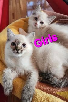Beautiful Ragdoll kittens, Looking for their FUREVER Home. - Photo 3