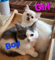 Beautiful Ragdoll kittens, Looking for their FUREVER Home. - Photo 4