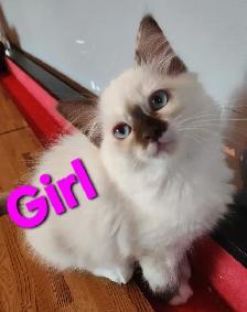 Beautiful Ragdoll kittens, Looking for their FUREVER Home. - Photo 6