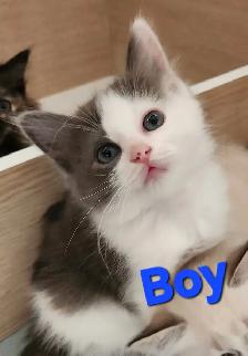 Beautiful Ragdoll kittens, Looking for their FUREVER Home. - Photo 7