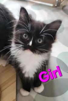 Beautiful Ragdoll kittens, Looking for their FUREVER Home. - Photo 8