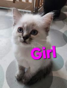 Beautiful Ragdoll kittens, Looking for their FUREVER Home. - Photo 10