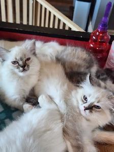 Beautiful Ragdoll kittens, Looking for their FUREVER Home. - Photo 11