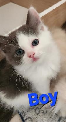 Beautiful Ragdoll kittens, Looking for their FUREVER Home. - Photo 12