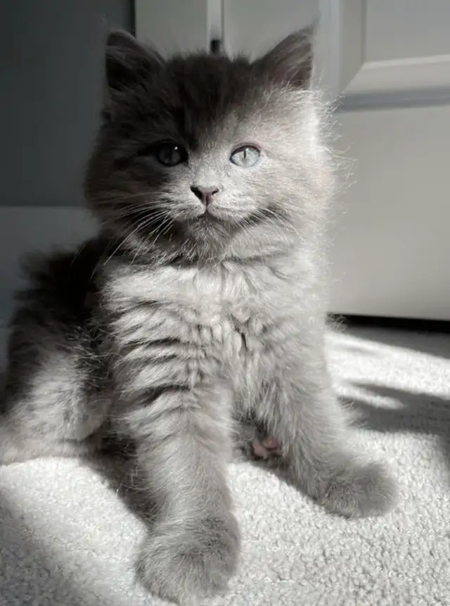 Chaton Bleu  Russe poil long.