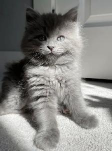 Chaton Bleu  Russe poil long.