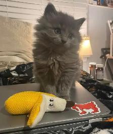 Chaton Bleu  Russe poil long. - Photo 2