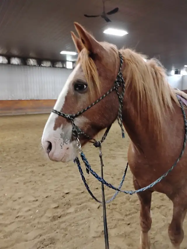 Horse training spots available!