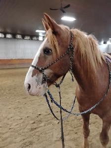 Horse training spots available!
