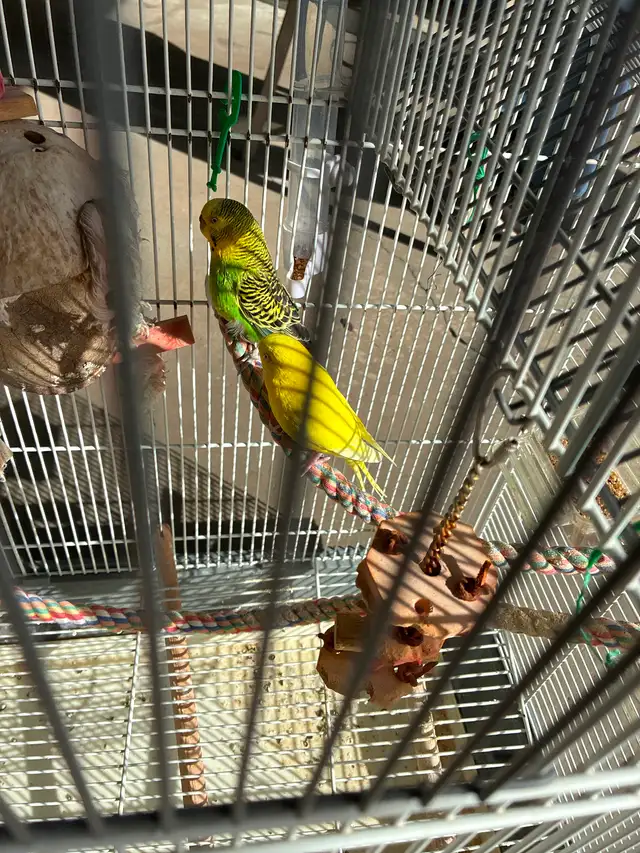 Selling 2 budgies and the cage.