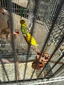 Selling 2 budgies and the cage.