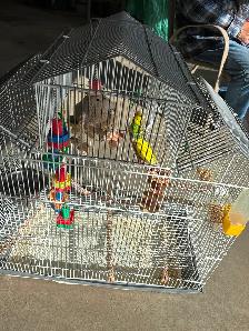 Selling 2 budgies and the cage. - Photo 2