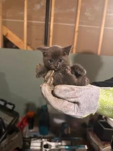 Russian Blue Kittens For Rehoming