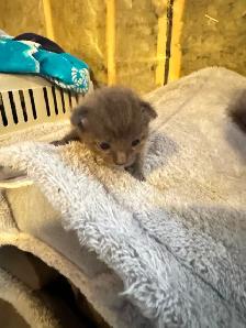 Russian Blue Kittens For Rehoming - Photo 2