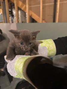 Russian Blue Kittens For Rehoming - Photo 3