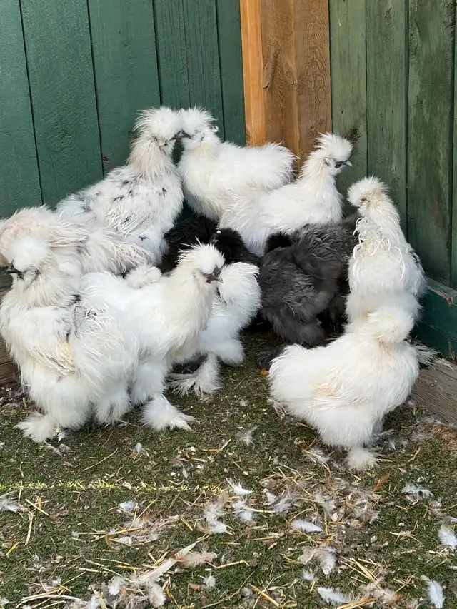 Silkie Roosters
