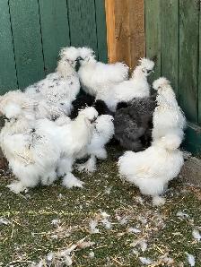 Silkie Roosters