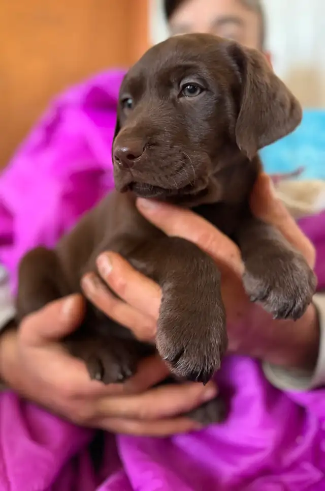 Labrador chocolat