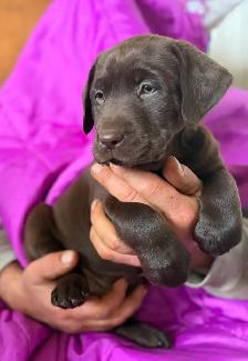 Labrador chocolat - Photo 2