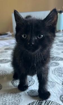 Cute and adorable kittens