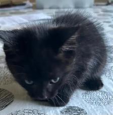 Cute and adorable kittens - Photo 2