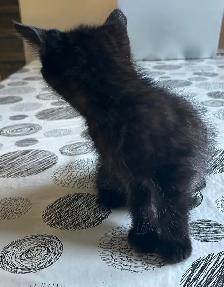 Cute and adorable kittens - Photo 3