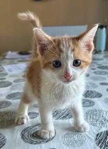 Cute and adorable kittens - Photo 4