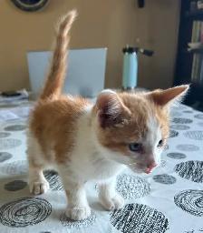 Cute and adorable kittens - Photo 5
