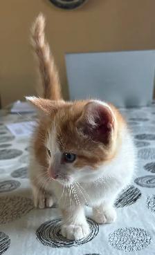 Cute and adorable kittens - Photo 6
