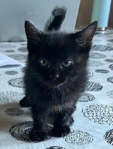 Cute and adorable kittens - Photo 7