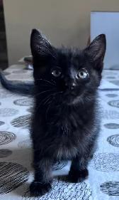 Cute and adorable kittens - Photo 8