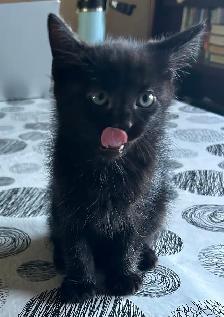 Cute and adorable kittens - Photo 9
