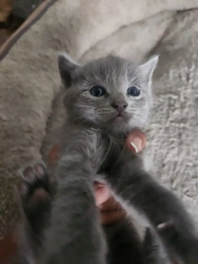 Farm Kittens ready to go!