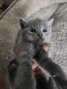 Farm Kittens ready to go!