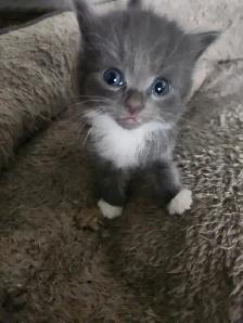 Farm Kittens ready to go! - Photo 2