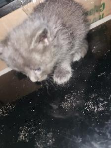 Farm Kittens ready to go! - Photo 3