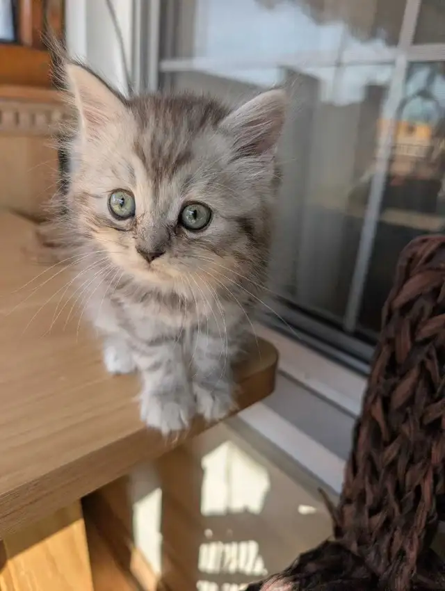 last Persian girl kitten