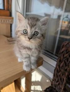 last Persian girl kitten - Photo 2