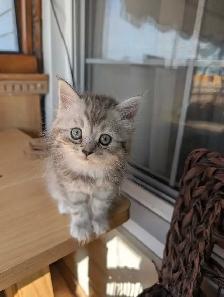 last Persian girl kitten - Photo 3