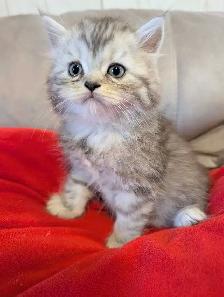 last Persian girl kitten - Photo 4