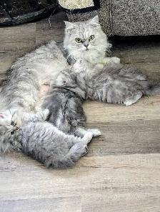last Persian girl kitten - Photo 5
