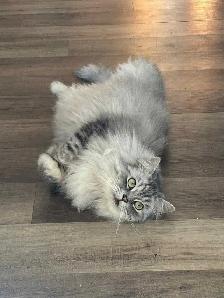 last Persian girl kitten - Photo 6
